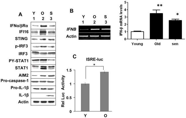 FIGURE 1