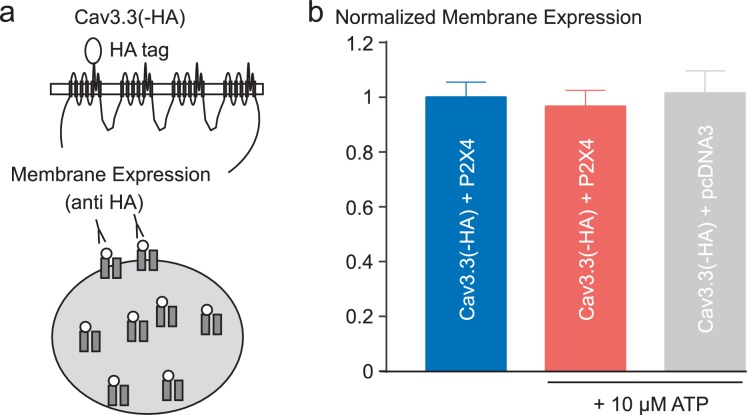 Figure 7—figure supplement 1.