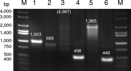 FIG. 3.