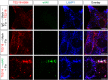 Figure 2—figure supplement 4.