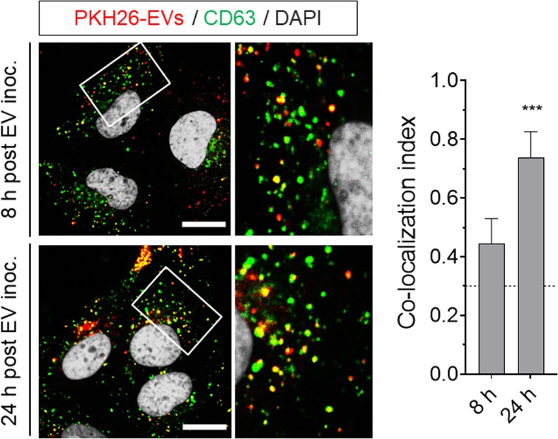 Figure 3—figure supplement 2.