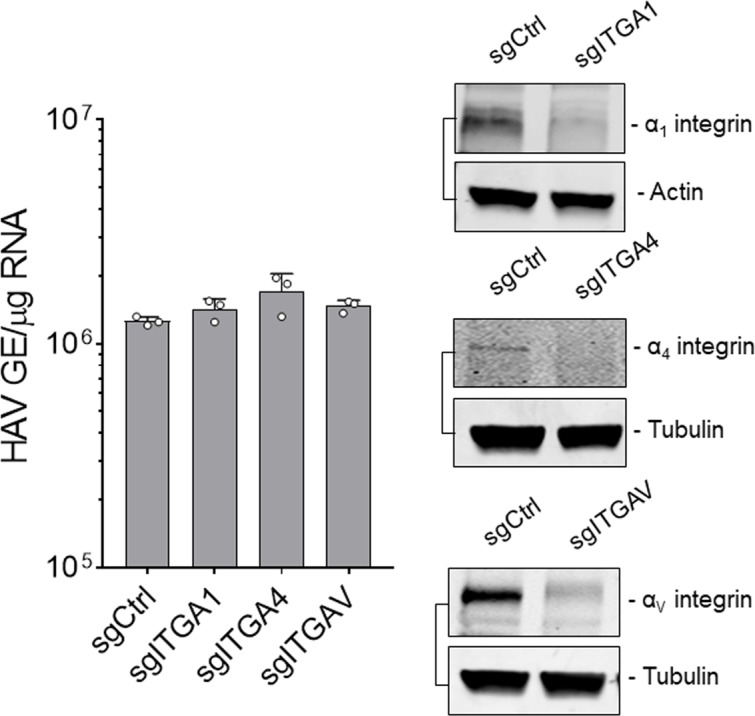 Figure 1—figure supplement 3.