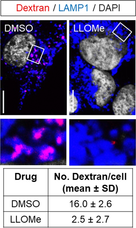 Figure 4—figure supplement 3.