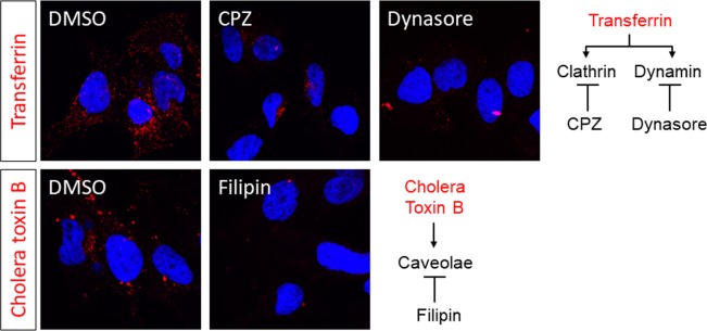 Figure 1—figure supplement 1.