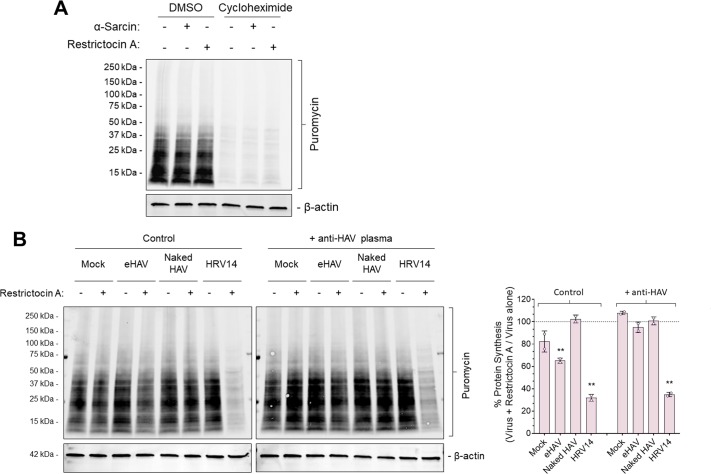 Figure 4—figure supplement 1.