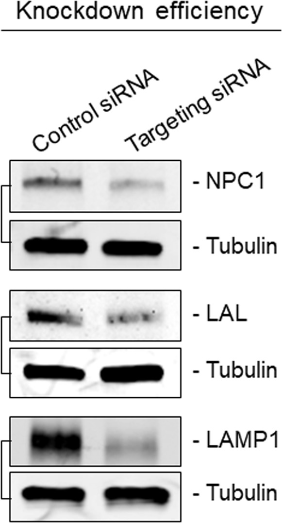 Figure 3—figure supplement 1.