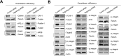 Figure 1—figure supplement 2.