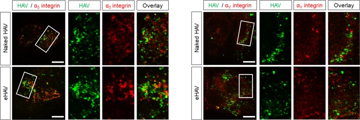 Figure 1—figure supplement 4.