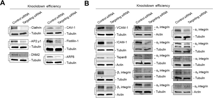 Figure 1—figure supplement 2.