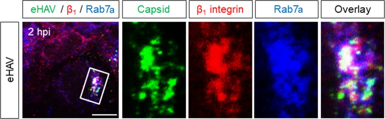 Figure 2—figure supplement 3.