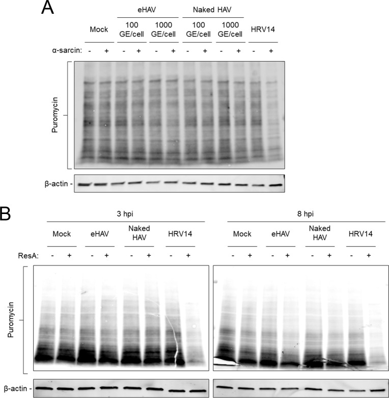 Figure 4—figure supplement 2.