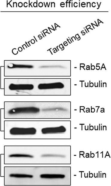 Figure 2—figure supplement 1.