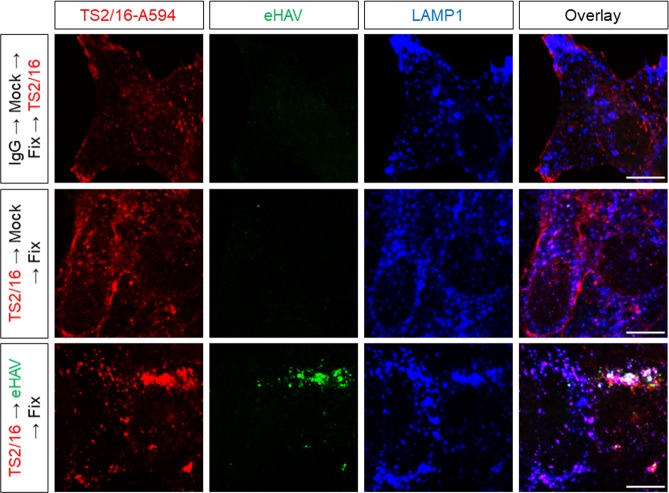 Figure 2—figure supplement 4.