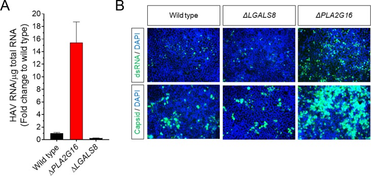 Figure 5—figure supplement 1.