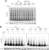 Figure 4—figure supplement 2.