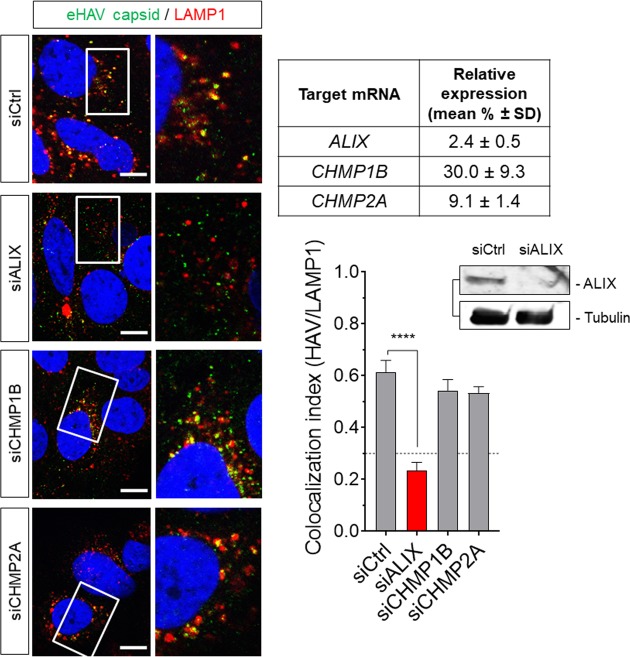 Figure 2—figure supplement 5.