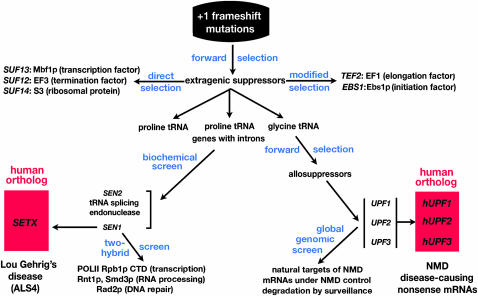 Figure 2.—