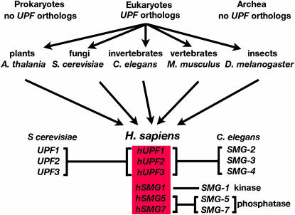 Figure 3.—