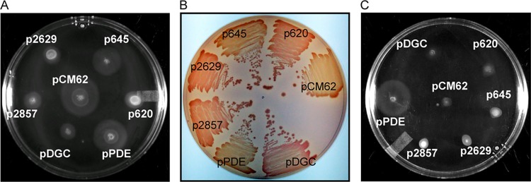 FIG 6