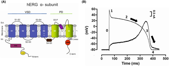 Pharmacological activation of the hERG K+ channel for the management of ...