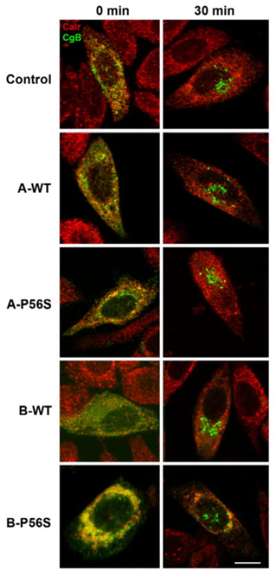 Fig. 4