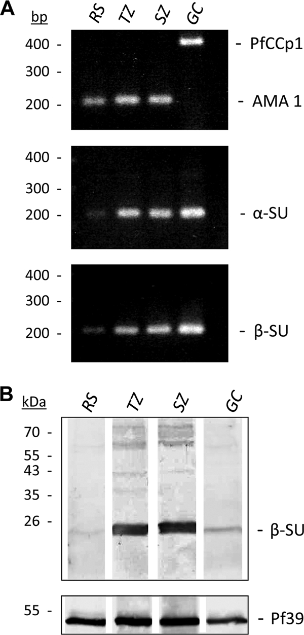 FIG. 5.