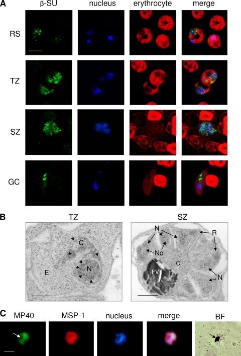 FIG. 6.