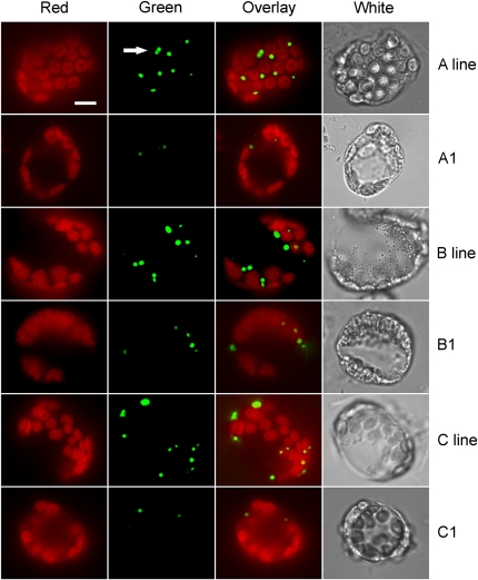 Figure 10.