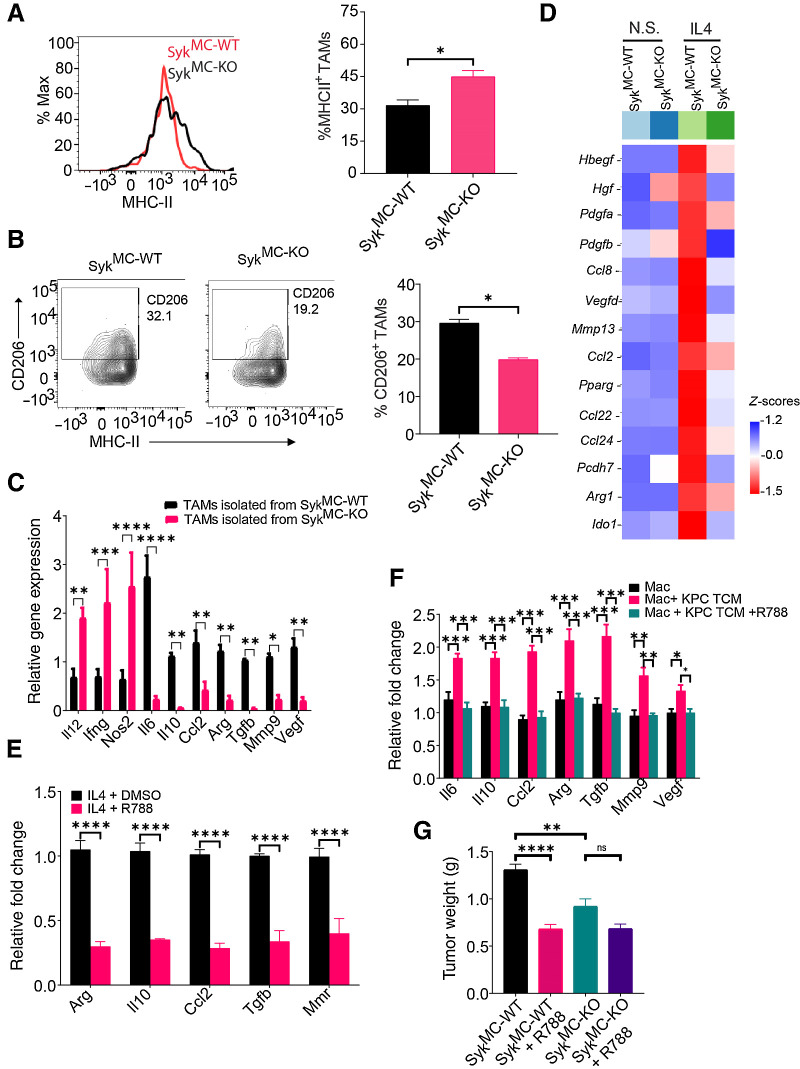 Figure 3. Syk promotes immunosuppressive programing of macrophages in vitro and in vivo. A and B, Representative FACS plots (left) and FACS quantification (right) of MHCII+ TAMs (A) and CD206+ TAMs (B) in representative KPC1245 tumors from SykMC-WT and SykMC-KO mice (n = 4). Cells were gated on CD11b+F4/80+Gr1− TAMs. C, Relative mRNA expression of genes in TAMs isolated from orthotopic SykMC-WT and SykMC-KO Panc02 tumors. D, Relative mRNA expression of genes in nonstimulated (N.S.) and IL4-stimulated SykMC-WT and SykMC-KO BMDMs as determined by RNA sequencing. E and F, Relative mRNA expression of genes in R788-treated macrophages polarized with IL4 in vitro (E) or KPC1245-TCM induced TAMs in vitro (F). G, Weight of R788-treated and control-treated orthotopic tumors from SykMC-WT and SykMC-KO mice (n = 5). *, P < 0.05; **, P < 0.01; ***, P < 0.001; ****, P < 0.0001; ns, not significant.