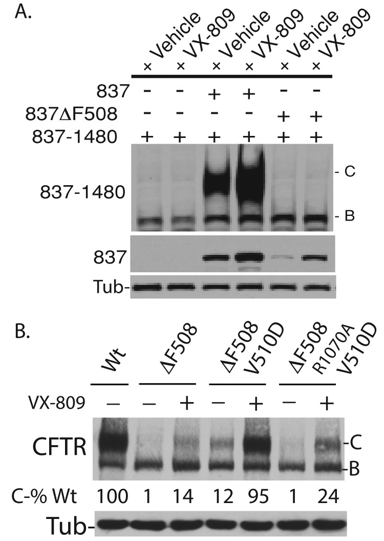 FIGURE 6: