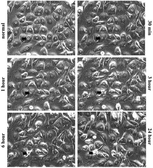 FIG. 2.