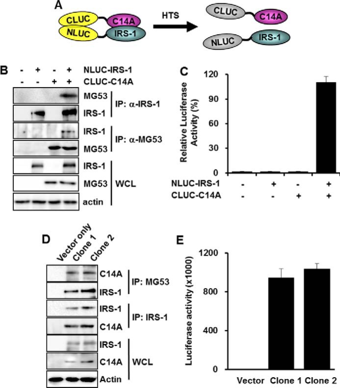 FIGURE 1.