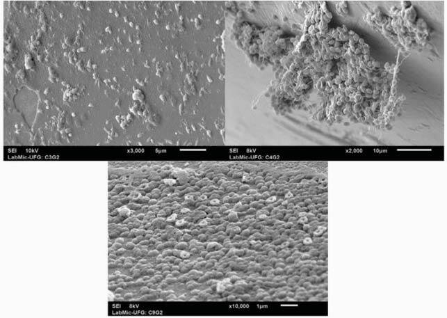 graphic file with name 1-f1135.jpg