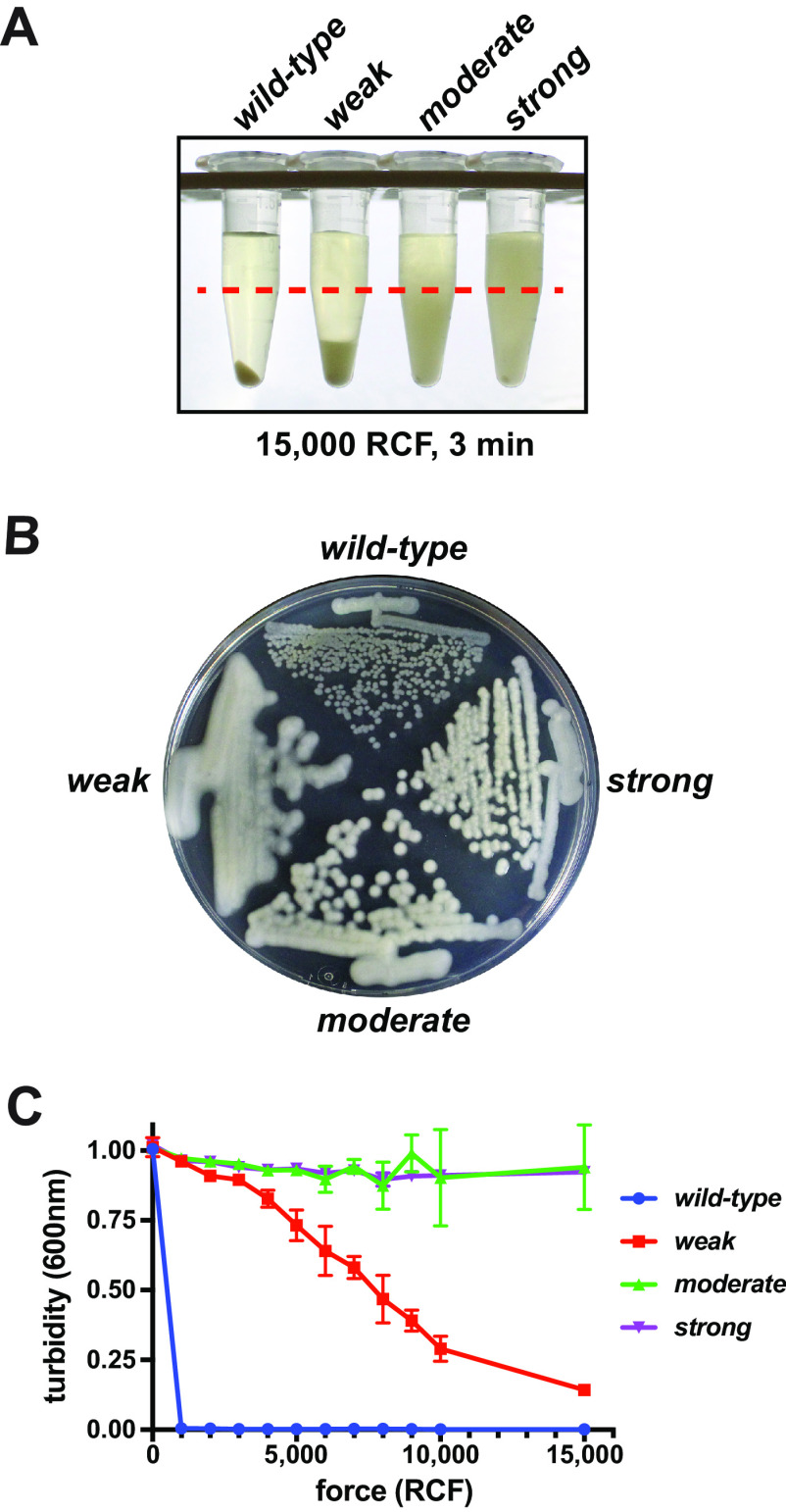 FIG 1