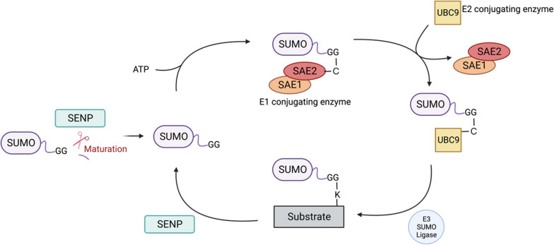 Fig. 1