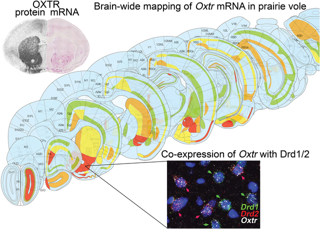 graphic file with name nihms-1814291-f0001.jpg