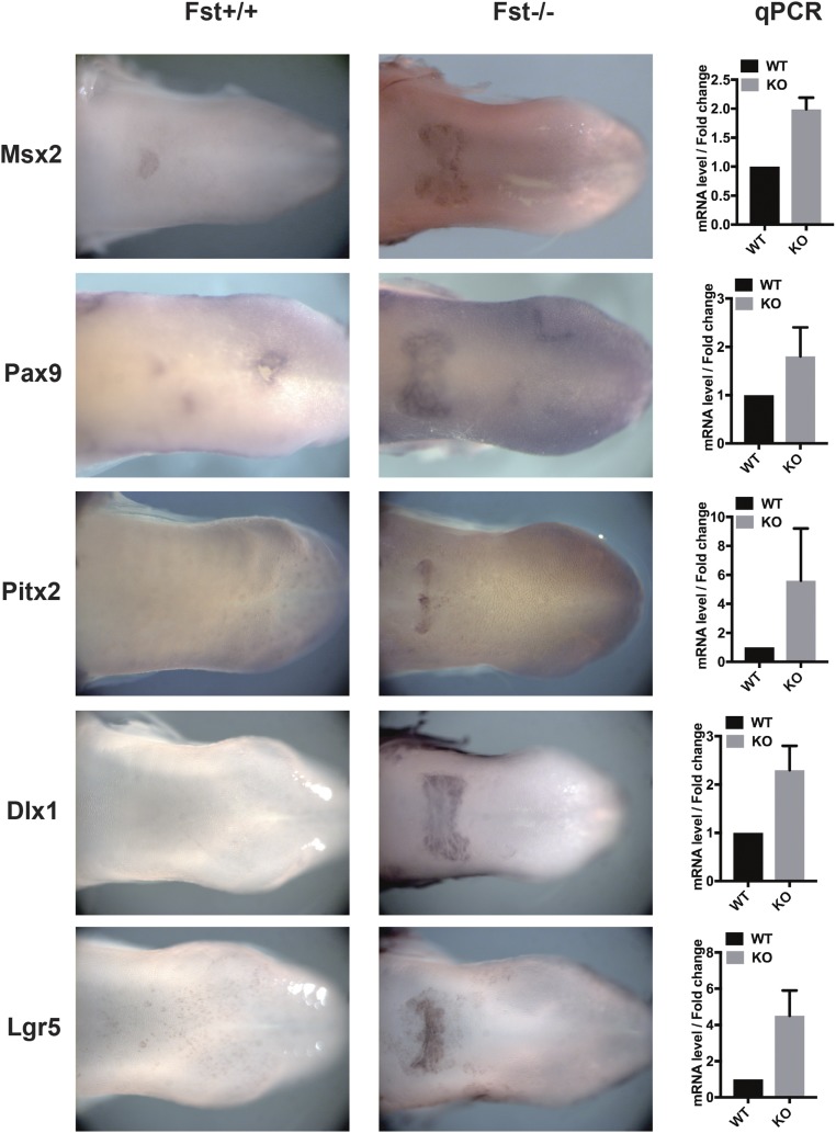 Fig. 6.