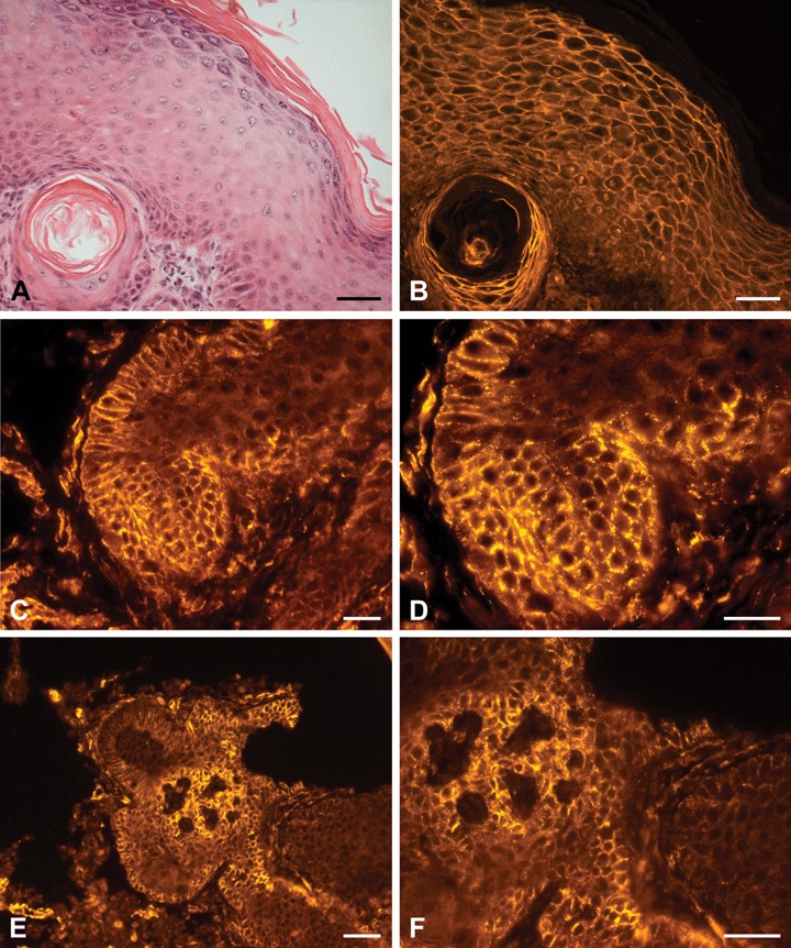 Fig 5