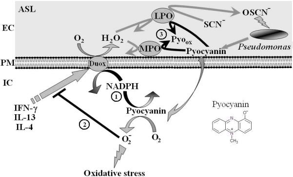 Fig. 8