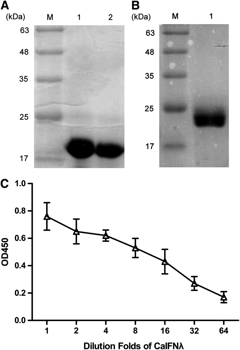 FIG. 2.