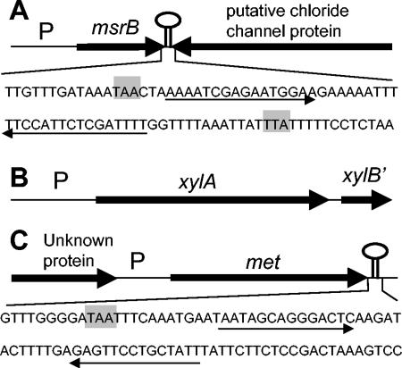 FIG. 1.