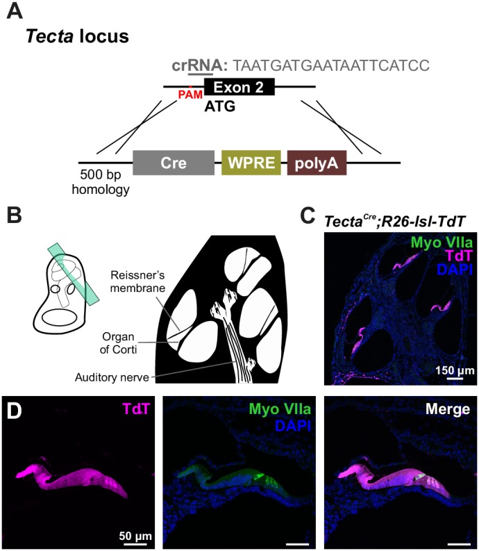 Figure 4—figure supplement 1.