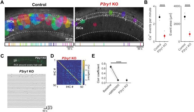 Figure 5—figure supplement 1.