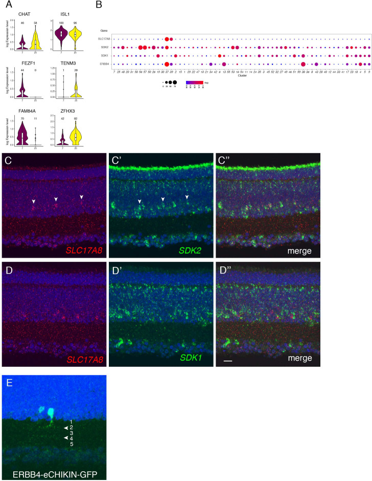 Figure 6—figure supplement 2.