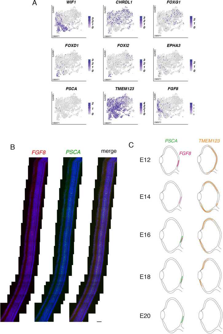 Figure 8—figure supplement 3.