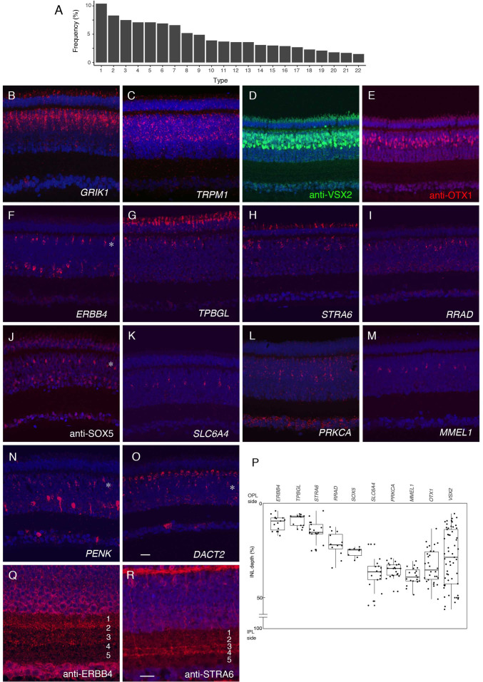 Figure 5—figure supplement 1.