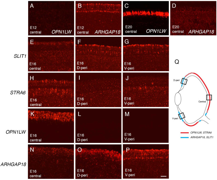 Figure 3—figure supplement 2.