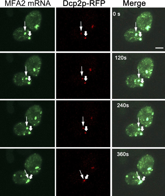 Figure 5.