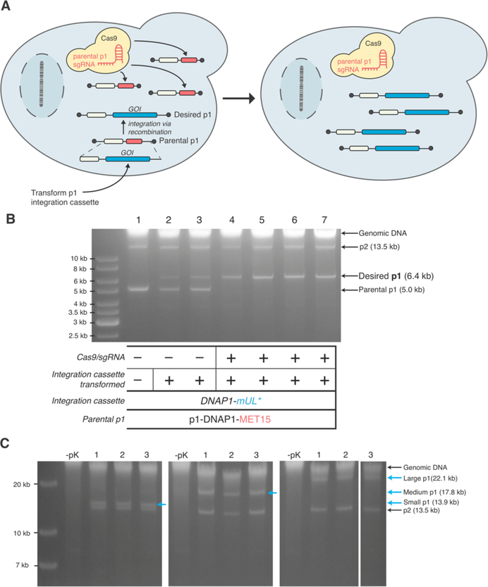 Figure 3—