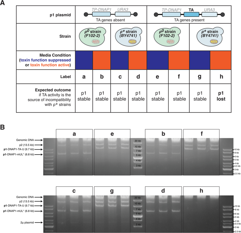 Figure 2—